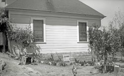 My brother, age 9, working with a set of color pencils at our grandfather's house in Calpella, California. Four days later, he was in the hospital in nearby Ukiah having an emergency appendectomy, while 95 miles to the south in Marin County I was in another hospital being born. As our hometown paper headlined the item, "Plenty Excitement." My sister took the photo with a box Brownie. Scanned from the original "116" 2½ x 4¼ negative. View full size.