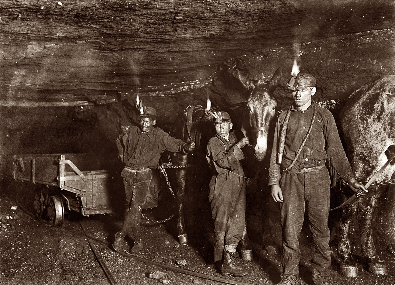 September 1908. Gary, West Virginia. "Drivers and Mules in a coal mine where much of the mining and carrying is done by machinery. Open flame on oil headlamps."

From the Web site of the Pennsylvania Historical and Museum Commission and the Museum of Anthracite Mining in Ashland:

When men first began to tunnel into the earth to remove coal, open flame lamps or candles were the only devices to light one's way. If a miner opened a pocket of lethal gas, the lack of oxygen could not only snuff out his open flame light — a warning too late — but the lives of miners also could be snuffed out. This is why miners often carried caged live canaries into the tunnels. Canaries are more sensitive than humans to diminished oxygen and poisonous gases and provided an early warning to miners. Even more obvious, an open flame could trigger an explosion or fire. One of the significant collections on display at the Museum of Anthracite Mining is a series of safety lamps. After an explosion in England killed ninety-two miners, a society formed to study and prevent mine explosions approached Sir Humphrey Davy (1778-1829) for his help. In 1816, Davy invented a safety lamp with a wick surrounded by cylindrical netting. The Davy lamp was designed so the flame was quickly extinguished in the presence of dangerous gases, giving the miner enough warning to escape. On the other hand, the lamp did not give off much light and could be extinguished by drafts of harmless air.

A later model that provided brighter light used gasoline instead of oil, but burned hotter, especially in gassy atmospheres, and the glass cylinder that surrounded the light source broke easily from the heat. The light went out frequently, requiring the miner to relight it, risking an explosion. Replacing thick glass with thinner glass helped prevent the lamp from breaking caused by heat expansion, but did nothing, of course, to prevent the lamp from being accidentally dropped or knocked over. The development of the carbide lamp in the 1890s — using as its energy source a combination of calcium carbide and water to produce a jet of acetylene gas lit by a flint sparker — provided bright, easy to ignite lights, but did not solve all safety issues. The U.S. Bureau of Mines reported in 1906 that 53 percent of mine explosions were caused by miners' lamps, and six years later two major mine disasters were attributed to safety lamps.

It was the invention of the battery lamp that revolutionized safe light for miners. Once tungsten replaced carbon filaments, which uses less current, it became possible for portable batteries to be carried by miners. Thomas Edison is lauded for his design in 1913 that provided the miner with a lightweight storage battery, clipped to the trouser belt and connected by a wire to a lamp backed by a parabolic reflector that was fastened to the miner's hat. The wire was locked in place to help prevent a miner from disconnecting it, possibly sparking an explosion.