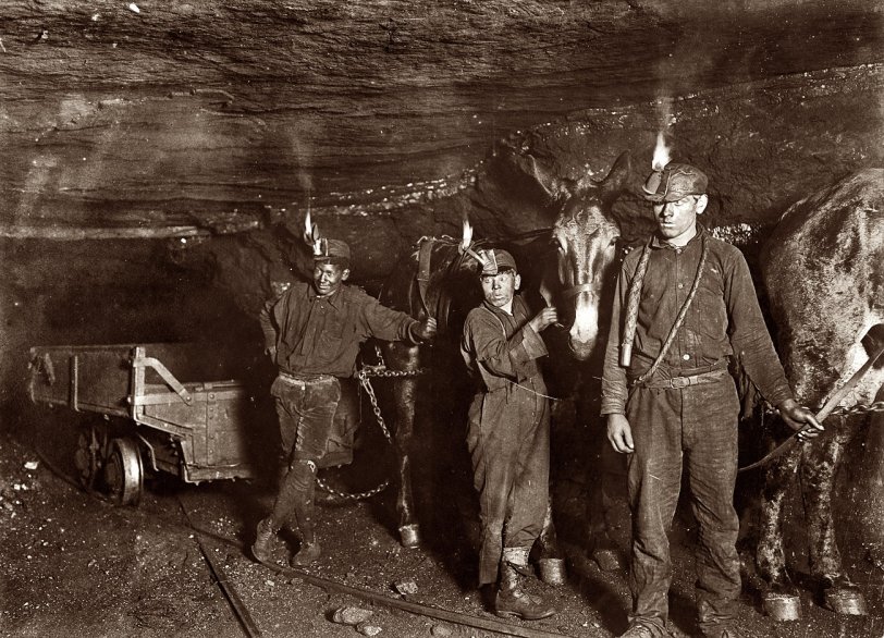 In the Tunnel: 1908 September 1908. Gary, West Virginia. "Drivers and Mules in a coal mine where much of the mining and carrying is done by machinery. Open flame on oil headlamps." View full size.
From the Web site of the Pennsylvania Historical and Museum Commission and the Museum of Anthracite Mining in Ashland:
When men first began to tunnel into the earth to remove coal, open flame lamps or candles were the only devices to light one's way. If a miner opened a pocket of lethal gas, the lack of oxygen could not only snuff out his open flame light — a warning too late — but the lives of miners also could be snuffed out. This is why miners often carried caged live canaries into the tunnels. Canaries are more sensitive than humans to diminished oxygen and poisonous gases and provided an early warning to miners. Even more obvious, an open flame could trigger an explosion or fire. One of the significant collections on display at the Museum of Anthracite Mining is a series of safety lamps. After an explosion in England killed ninety-two miners, a society formed to study and prevent mine explosions approached Sir Humphrey Davy (1778-1829) for his help. In 1816, Davy invented a safety lamp with a wick surrounded by cylindrical netting. The Davy lamp was designed so the flame was quickly extinguished in the presence of dangerous gases, giving the miner enough warning to escape. On the other hand, the lamp did not give off much light and could be extinguished by drafts of harmless air.
A later model that provided brighter light used gasoline instead of oil, but burned hotter, especially in gassy atmospheres, and the glass cylinder that surrounded the light source broke easily from the heat. The light went out frequently, requiring the miner to relight it, risking an explosion. Replacing thick glass with thinner glass helped prevent the lamp from breaking caused by heat expansion, but did nothing, of course, to prevent the lamp from being accidentally dropped or knocked over. The development of the carbide lamp in the 1890s — using as its energy source a combination of calcium carbide and water to produce a jet of acetylene gas lit by a flint sparker — provided bright, easy to ignite lights, but did not solve all safety issues. The U.S. Bureau of Mines reported in 1906 that 53 percent of mine explosions were caused by miners' lamps, and six years later two major mine disasters were attributed to safety lamps.
It was the invention of the battery lamp that revolutionized safe light for miners. Once tungsten replaced carbon filaments, which uses less current, it became possible for portable batteries to be carried by miners. Thomas Edison is lauded for his design in 1913 that provided the miner with a lightweight storage battery, clipped to the trouser belt and connected by a wire to a lamp backed by a parabolic reflector that was fastened to the miner's hat. The wire was locked in place to help prevent a miner from disconnecting it, possibly sparking an explosion.