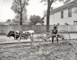 Aiken, South Carolina, circa 1905. "A South Carolina huckster." 8x10 inch dry plate glass negative, Detroit Publishing Company. View full size.