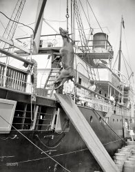 "Unloading cattle from ocean steamer Julia." Traveling steerage circa 1906. 8x10 inch dry plate glass negative, Detroit Publishing Company. View full size.