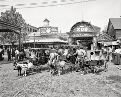 New York circa 1904. "The goat carriages, Coney Island." 8x10 inch dry plate glass negative, Detroit Publishing Company. View full size.