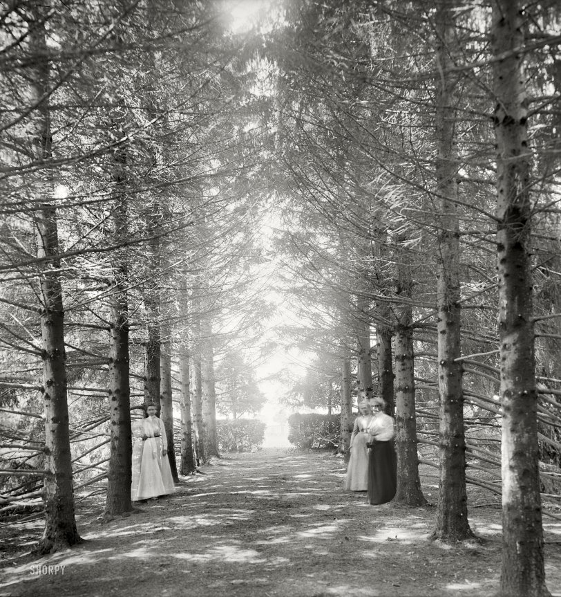 Shining Path: 1901 Originally posted 10/30/2010 - 10:06pm. Our first visit to The Firs.
New Baltimore, Michigan, circa 1901. "The Firs. Under the firs." 8x10 inch dry plate glass negative, Detroit Publishing Company. View full size.