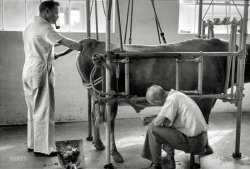 August 1935. Prince George's County, Maryland. "One step in artificial insemination." If you like animals, and working with your hands, we have the perfect opening -- apply within. (And, smoking permitted!) 35mm nitrate negative by Carl Mydans for the Farm Security Administration. View full size.