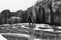 This is a family treasure of sorts. The photo was taken in 1971 at the San Diego Zoo by my grandpa. I think the photo speaks for itself. View full size.
