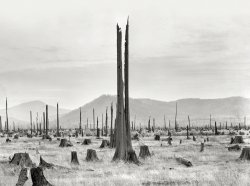 October 1939. "A stumpy valley where new farms are being established. Photos show character of land which settlers are buying -- stump land farmers making a new start in the Priest River Valley, Idaho." Medium format acetate negative by Dorothea Lange for the Farm Security Administration. View full size.