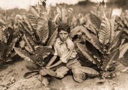 August 6, 1917. "10 year old picker on Gildersleeve Tobacco Farm. Gildersleeve, Connecticut." Photo by Lewis Wickes Hine for the National Child Labor Committee. View full size.