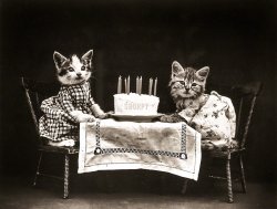 &nbsp; &nbsp; &nbsp; &nbsp; On his eighth birthday, Shorpy wishes all a Happy Valentine's Day, and raises his paw in a toast you -- yes, YOU -- for the comments and contributions that have kept us going over the years.
Circa 1914. "Cats in costume at birthday party with cake." Photo by Harry W. Frees, whose oddball oeuvre both delights and appalls. View full size.