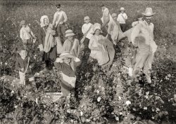 October 1913. "Scene on the farm of S.N. Whiteside, near Waxahachie, Texas. Children come out here from the town to pick cotton, outside of school hours. Ages range from 4 and 6 years (ages of the two youngest boys who pick regularly) up to 15 and more. Two adults." Glass negative by Lewis Wickes Hine. View full size.