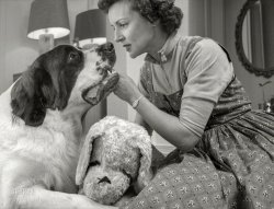 September 1954. "Photographs show actress and daytime television host Betty White at home in Los Angeles with her dogs." 35mm negative from photos by Maurice Terrell and Earl Theisen for Look magazine. View full size.