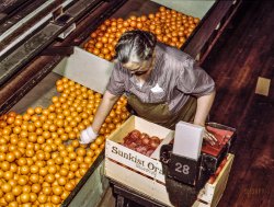 March 1943. "Santa Fe R.R. trip. Packing oranges at a co-op packing plant, Redlands, Calif." Kodachrome transparency by Jack Delano for the Office of War Information. View full size.