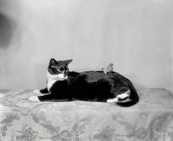 Washington, D.C., circa 1930. "Timmons, Mrs. Bascom N." We'll let you fill in the blanks. Harris & Ewing Collection glass negative. View full size.