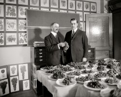 January 12, 1921. Washington, D.C. "Geo. C. Husmann & Secty. Meredith." The noted pomologist and viticulturist George Husmann with U.S. Secretary of Agriculture Edwin Meredith. National Photo Company Collection glass negative. View full size.

TRYING TO FIND USE FOR WINE GRAPES
&nbsp; &nbsp; &nbsp; &nbsp; Passage of the 18th Amendment has resulted in special activities in the Department of Agriculture to devise means of consuming the enormous quantity of grapes formerly used in the manufacture of wines. Prof. George C. Husmann, grape specialist of the Department, has spent many months in experiments to improve the quality of varieties not formerly considered adapted to table use. Photo shows Secretary of Agriculture Meredith and Professor Husmann in his laboratory with clusters of 37 varieties under test in the Government experimental vineyards. ("Camera News," Feb. 14, 1921)
