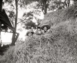 October 3, 1936. Ashton, Maryland. "Climbing to the highest hay stack, these youngsters hope for an advance glimpse of the Halloween spooks and goblins. They are 'Sunny Jim,' Johnny-John and Brooke Johns." Harris & Ewing Collection glass negative. View full size.
