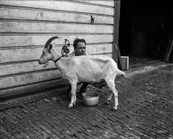 September 1922. Washington, D.C. "Nanny, a Swiss goat owned by Dr. James E. Chamberlain, holds the record of having given seven quarts of milk a day for the past year. The milk is supplied to local hospitals." View full size.