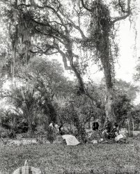 Volusia County, Florida, circa 1897. "A garden near Daytona." 8x10 inch glass negative by William Henry Jackson. View full size.