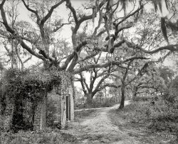 1901. "Chicora Park, Charleston, South Carolina." 8x10 inch dry plate glass negative, Detroit Photographic Company. View full size.