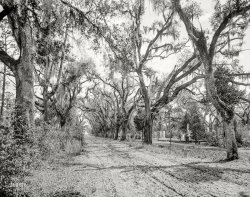 &nbsp; &nbsp; &nbsp; &nbsp; Midafternoon in the Garden of Good and Evil.
Circa 1901. "Bonaventure Cemetery, Savannah, Georgia." 8x10 inch glass negative by William Henry Jackson. Detroit Photographic Company. View full size.