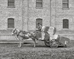 Mobile, Alabama, 1906. "A typical cotton cart."  8x10 inch dry plate glass negative, Detroit Publishing Company. View full size.