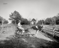 Florida circa 1903. "Oliver W., the famous trotting ostrich, Florida Ostrich Farm, Jacksonville." 8x10 inch dry plate glass negative, Detroit Photographic Company. View full size.