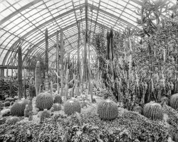 Pittsburgh circa 1905. "Cacti, Phipps Conservatory, Schenley Park." The Devil's Pin Cushion and other visitors to Pennsylvania. 8x10 glass negative. View full size.