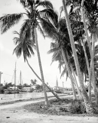 Miami circa 1908. "Cocoanut trees along the docks." 8x10 inch dry plate glass negative, Detroit Publishing Company. View full size.