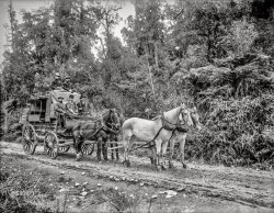 New Zealand circa 1900. "Cobb & Company stage, West Coast Road to Christchurch." Note the tonsured horses. 8x6 inch glass negative, Detroit Publishing Company. View full size.