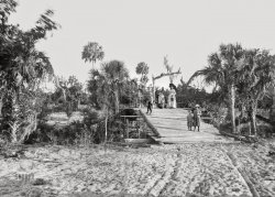 Florida, 1894. "Bridge on Alligator Creek." 8x10 inch glass negative by William Henry Jackson, Detroit Photographic Company. View full size.