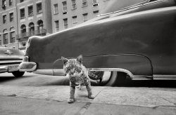 May 1959. New York. "Cat on sidewalk." 35mm negative by Angelo Rizzuto. View full size.