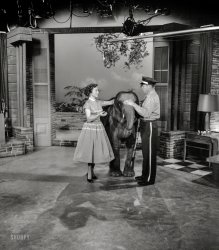 &nbsp; &nbsp; &nbsp; &nbsp; "This morning at 10, the Happy Homemaker shares her favorite elephant recipes."
Los Angeles, 1954. "Betty White with elephant on her daytime TV show." 4x5 acetate negative from the Shorpy Publicity Department archive. View full size.