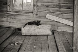 Summer 1936. "Cat on porch of a sharecropper's cabin, Hale County, Alabama." Photo by Walker Evans for the Farm Security Administration. View full size.