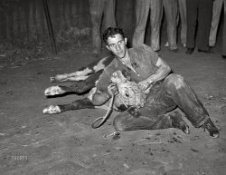 September 1939. "Calf-scramble. Central Iowa Fair, Marshalltown, Iowa." Medium format acetate negative by Arthur Rothstein for the Farm Security Administration. View full size.