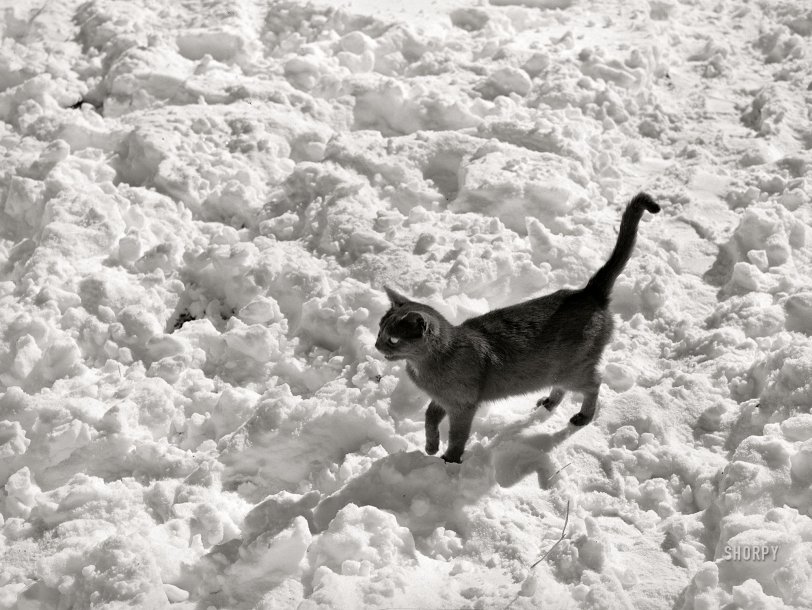 Snow-Cat: 1940 February 1940. "Black cat in snow. Ross County, Ohio." Medium format acetate negative by Arthur Rothstein for the Farm Security Administration. View full size.