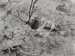&nbsp; &nbsp; &nbsp; &nbsp; Classified as a marmot, the groundhog is a member of the squirrel family, Sciuridae, within the order Rodentia. Also called a woodchuck, it is considered basically a giant North American ground squirrel. -- Encyclopaedia Britannica
This little fellow, snapped circa 1939 by Jack Allison for the Farm Security Admin&shy;istration, didn't rate a caption, so we can't say for sure where he is other than his front porch. Whereas he used to live in a hole in the ground, his two-dimensional self now resides in the archives of the Library of Congress. View full size.