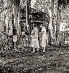 November 1938. "Morning mail at the Mineral King cooperative farm, Farm Security Administration, Tulare County, California. Old ranch house, California type, in the background. Buildings will be replaced by modern structures suitable to community farming." Medium format acetate negative by Dorothea Lange for the FSA. View full size.