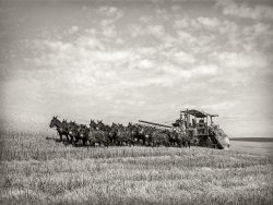 July 1941. "Twenty-mule-team-drawn combine. Walla Walla County, Washington. This outfit gets to work at 6 in the morning. Knocks off at 11 for rest, food and water for mules and men, goes back to work at 1 and works till 6." Medium format negative by Russell Lee for the Farm Security Administration. View full size.