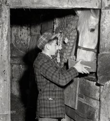January 1941. Andover, Massachusetts. "One of the sons of Anthony Forgetta, Italian vegetable farmer, feeding the horse after coming home from school. Mr. Forgetta and a daughter work at the mills nearby." Medium format acetate negative by Jack Delano for the Farm Security Administration. View full size.