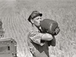 August 1941. Froid, Montana. "Scandinavian tractor combine driver drinking water out of a jug in the field where they were harvesting wheat on the Schnitzler Corporation ranch. This boy came to the Schnitzler ranch from South Dakota, where he lives and first harvested their earlier wheat crop before coming up here for the Montana harvest season." Medium format acetate negative by Marion Post Wolcott for the Farm Security Administration. View full size.