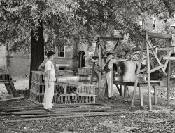 August 1941. Coffee County, Alabama. "Painless killer in action. Food for Defense program -- Enterprise FSA canning and dressing station. Photographs show Farm Security Administration cooperative cannery and hatchery. Baby chicks hatched, chicks in a brooder, crates of chickens being weighed for marketing. Slaughtered chickens hanging up next to 'painless killer.' Electric plucking machines. Scalding and dressing chickens before putting in chilling room. Wrapped and frozen poultry ready for market and delivery to Craig Field, Army air training station at Selma." Medium format acetate negative by John Collier for the FSA. View full size.