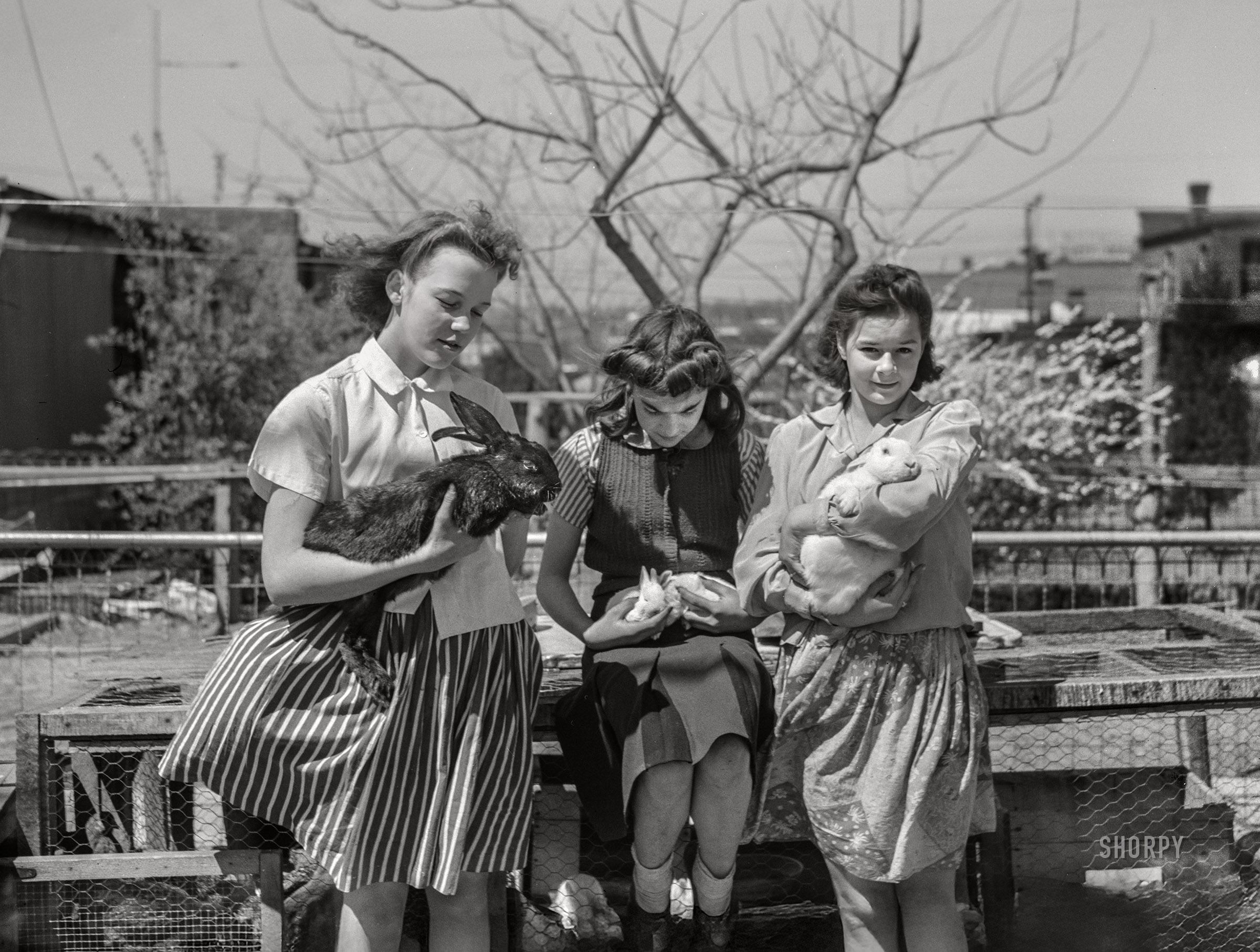 April 1943. Washington, D.C. "Victory garden sites on Fairlawn Avenue S.E. -- Children with rabbits which were formerly kept as pets, but now are being raised for food." Medium format nitrate negative by Joseph A. Horne for the Office of War Information.
