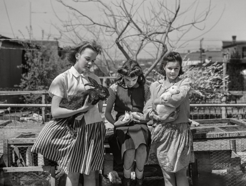 Rabbit, Run: 1943 April 1943. Washington, D.C. "Victory garden sites on Fairlawn Avenue S.E. -- Children with rabbits which were formerly kept as pets, but now are being raised for food." Medium format nitrate negative by Joseph A. Horne for the Office of War Information. View full size.
