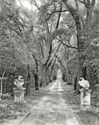 1939. "Driveway looking away from William A. Dawson House, Mobile, Alabama. Spring Hill vicinity. Structure dates to 1840." Channeling the art of Edward Gorey. 8x10 inch acetate negative by Frances Benjamin Johnston. View full size.