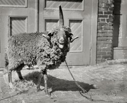 Sept. 3, 1920. Washington, D.C. "Wap-See-Ho-Hong." We leave it to our resourceful commenters to fill in the blanks. National Photo Co. View full size.