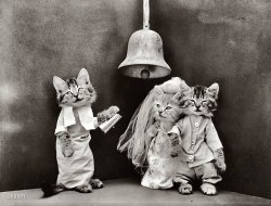 &nbsp; &nbsp; &nbsp; &nbsp; We're reposting this just in case you've had enough of that other wedding between you-know-who and what's-her-name.
1914. "Kittens in costume as bride and groom, being married by third kitten in ecclesiastical garb." Holy catrimony! Photo by Harry W. Frees. View full size.