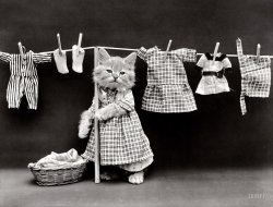 1914. "Cat in housedress costume at clothesline with basket of laundry." Felis domestica doesn't get much more domestic than this. Photo by that wittiest of Whittiers, Harry Whittier Frees. View full size.
