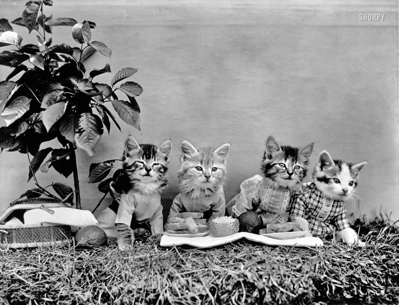 Cat Picnic: 1914 1914. "Kittens in costume at picnic lunch." After we're done eating, stick around for fireworks and the six-legged race! Photo by Harry W. Frees. View full size.
