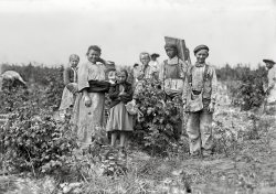 July 1909. "Mrs. Bissie and family (Polish). Bottomley Farm, Rock Creek. They all work in the berry fields near Baltimore in summer and have worked at Biloxi, Mississippi, for two years." Glass negative by Lewis Wickes Hine. View full size.