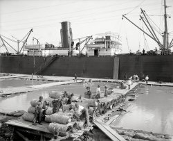 New Orleans circa 1903. "Steamer loading hides." 8x10 inch dry plate glass negative, Detroit Publishing Company. View full size.