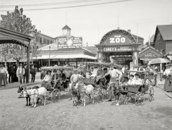 New York circa 1904. "The goat carriages, Coney Island." Similar to this image posted here last year, except this one shows the Moxie sign. 8x10 inch dry plate glass negative, Detroit Publishing Company. View full size.