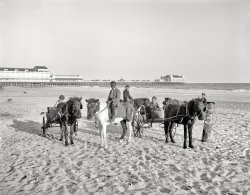 The Jersey Shore circa 1905. "Ponies on the beach -- Atlantic City." In the distance, the Steeplechase and Steel piers. 8x10 glass negative. View full size.